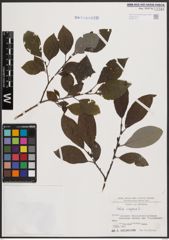 Foto von Salix caprea L.
